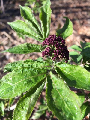 Red elderberry flowers are still in bud and the leaves look strange. 
